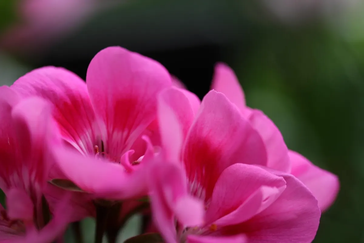 A Seasonal Checklist for UK Balcony Gardening: Spring to Winter