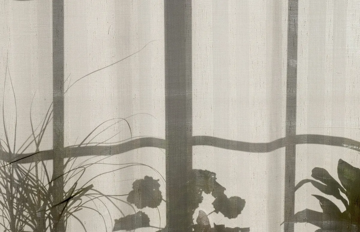 Beginner's Guide to Houseplant Light Levels: Reading Natural Light in UK Homes
