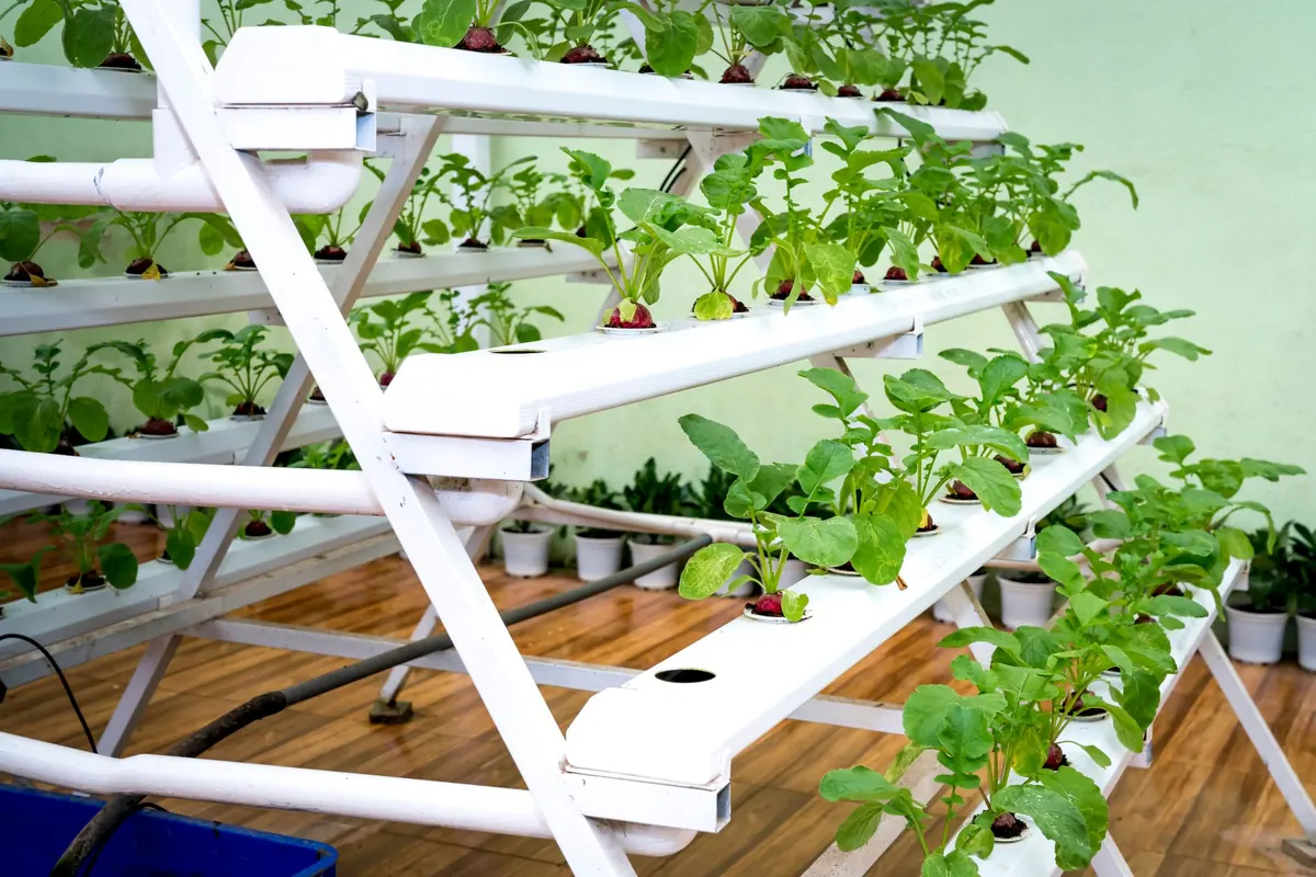 DIY Hydroponic Herb Garden from Recycled Containers: A Kratky Method Guide